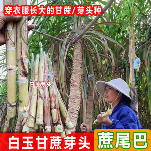 广西白玉甘蔗芽头尾稍正宗木格玻璃脆蔗芽孢盆栽庭院南北方适种