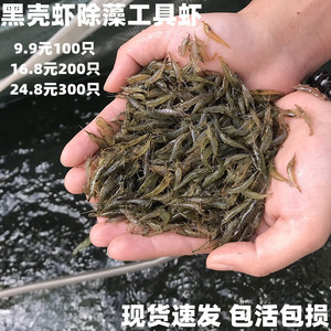 喂乌龟的活虾小虾米龟粮鳄龟饲料观赏淡水清鱼缸垃圾黑壳虾除藻虾