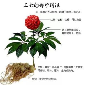 正宗文山三七种子苗云南田七红籽新籽四季易种名贵药材籽