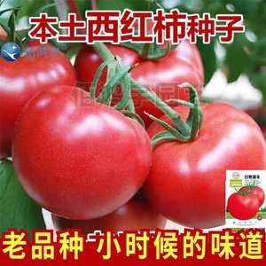 老品种大粉番茄种子高产沙瓤西红柿种籽大红果高甜度家庭蔬菜种子