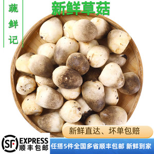 新鲜草菇新鲜兰花菇草菇菌 鲜草菇白草菇500g全店任搭5件包邮