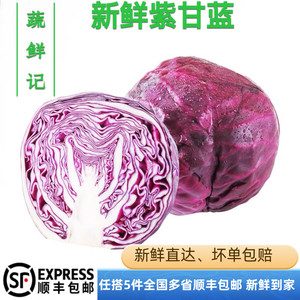 【蔬鲜记】紫甘蓝1000g紫包菜紫色球生菜红紫椰菜新鲜沙拉食材