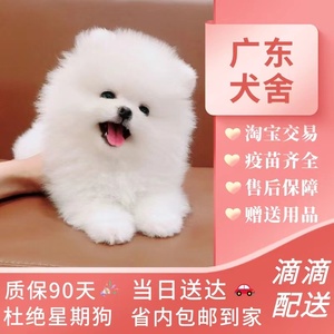 【广东犬舍】茶杯犬博美俊介训狗教程纯种宠物小型白色衣服训练