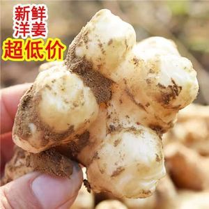 洋姜新鲜鬼子姜不辣农家蔬菜酱腌菜泡菜种姜菊芋现挖生洋姜