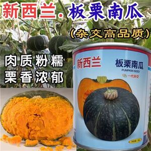 新西兰板栗南瓜种子籽 进口引进大贝贝板栗粉糯香甜南瓜蔬菜种子