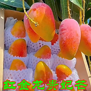 海南贵妃芒芒果新鲜10斤水果当季整箱三亚树上熟热带特大红金龙