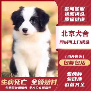 【北京犬舍】纯种边牧犬黑白陨石色幼犬活体宠物狗红棕牧羊犬训练