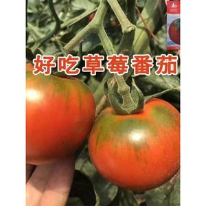 草莓番茄种子沙瓤铁皮绿腚大西红柿子蔬菜阳台四季种籽春季种孑