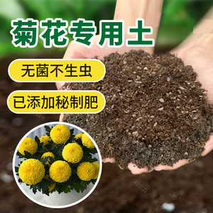 菊花专用土雏菊花专用营养土阳台盆栽种花土通用种植酸性土壤肥料