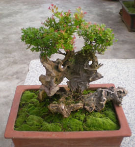 赤楠盆景三叶红芽赤楠树桩小叶赤楠熟桩室内阳台绿植盆栽一物一拍