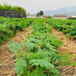 云南臭菜1棵装德宏傣族帕哈基地直发_阿里巴巴找货神器