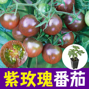 紫玫瑰紫番茄种苗种籽紫色圣女果苗四季小番茄蔬菜苗子秧苗幼苗