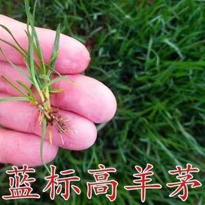 蓝标高羊茅草籽进口草坪种子耐踏践庭院护坡绿化草皮四季常青种子