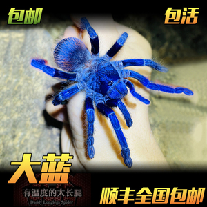 温顺可上手蓝色巴西大蓝蛛小母蜘蛛宠物活体颜色鲜艳漂亮新人入门