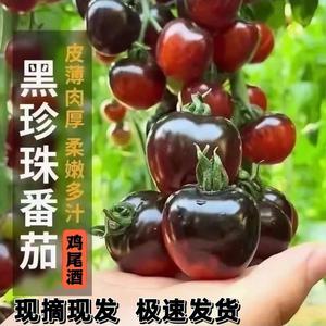 山东黑番茄新鲜现摘巧克力西红柿生吃黑珍珠黑钻小番茄沙瓤圆紫5