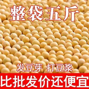 23年东北发豆芽的黄豆散装发黄豆芽专用豆黑龙江生豆牙小豆大黄豆