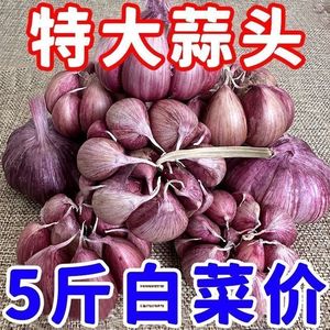 【紫皮干蒜】紫皮大蒜2024年新干蒜紫红皮新干蒜紫皮大蒜头干货