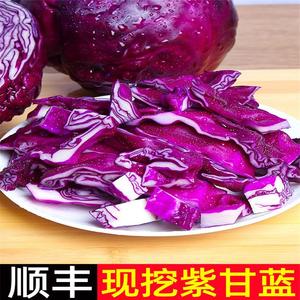 紫甘蓝新鲜 紫包菜球顺丰蔬菜紫色椰菜卷心沙拉生菜紫甘兰5斤