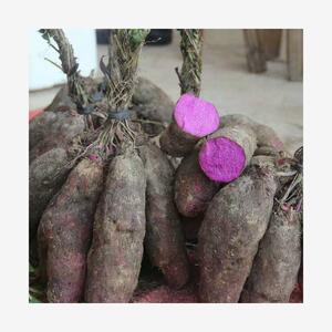 现挖新鲜紫山药脚板薯淮山大薯毛薯种子江西赣南农家特产5斤种苗