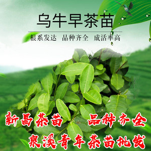 浙江南方种植乌牛早浙农117茶苗 茶树苗树苗早茶苗龙井苗优质茶苗