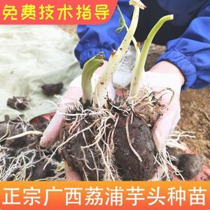 正宗广西桂林荔浦芋种子苗种植技术栽培槟榔紫芋仔自种香芋育秧苗