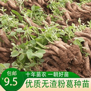 高产无渣葛根苗葛根种苗正宗新鲜高产无渣粉葛苗葛根种植菜葛苗