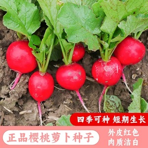(拍2发3)樱桃萝卜种子迷你萝卜菜籽四季早熟易种蔬菜种孑阳台盆栽
