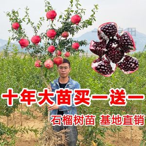 石榴树苗突尼斯软籽黑籽特大南北方种植地栽盆栽庭院当年结果树苗