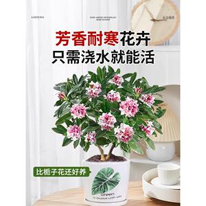 金边瑞香大苗盆栽浓香耐寒花卉室内外观花植物四季开花大小苗包邮