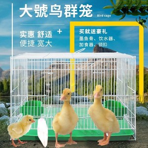 殖鸡笼子用大号养小鸡鸭的笼子宠物养笼柯尔鸭笼可清理家屎防老鼠