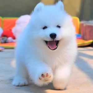 纯种萨摩耶幼犬活体微笑天使萨摩耶白色可爱型小狗幼犬(这是定金)