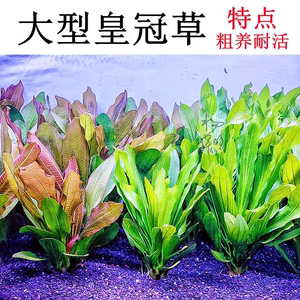 大型皇冠草红绿九冠乌拉圭丹麦玫瑰旦叶阴性鱼缸水草造景好养耐活