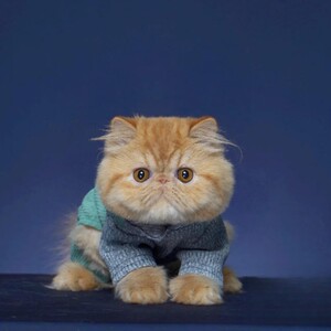 纯种异瞳红虎斑净梵加菲猫幼崽大包子脸异国短毛猫活体宠物波斯猫