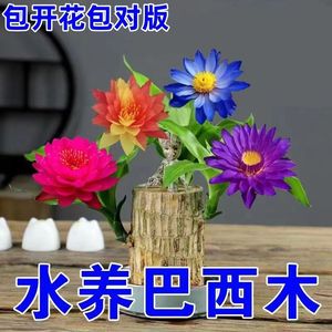 驱蚊虫清仓巴西木开花水养格鲁特木人桌面赖人绿植盆栽客厅室内