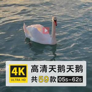 黑天鹅大小天鹅鸭科鸟类动物4K高清实拍动态横屏视频剪辑制作素材