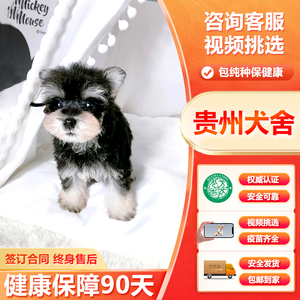 贵州犬舍小型活体雪纳瑞纯种椒盐色可爱型黑白色公母幼犬宠物狗狗