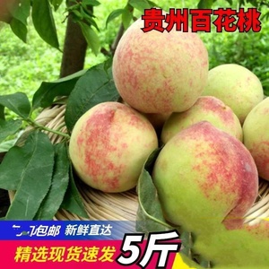 贵州新鲜水果特产现摘毛桃血桃红宝水蜜桃子百花桃四月桃500g包邮