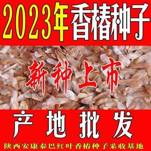 秦巴红叶2023年新采红油香椿种子种籽四季芽苗菜红椿树苗椿芽种孑