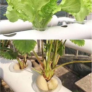 水培种菜蔬菜设备阳台家里种菜配电水泵可循环全套鱼菜共生系统家