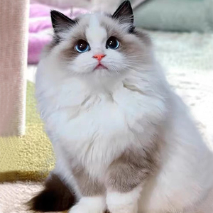 布偶猫幼猫蓝双海双色纯种血统宠物猫舍长毛布偶幼崽仙女猫咪活物