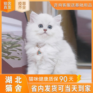纯种金吉拉幼猫金吉拉猫曼基康矮脚短腿纯白拿破仑长毛小猫咪活物