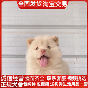 纯种白土松熊犬松狮中华田园犬土松犬土猎犬小白土狗幼犬土狗活体