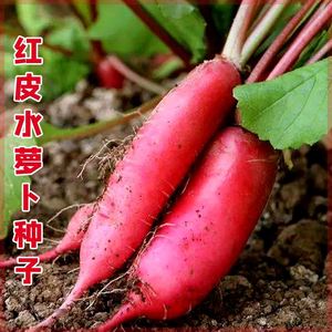 老不糠501水萝卜种子种籽红皮水果罗卜籽种四季盆栽菜种蔬菜菜籽