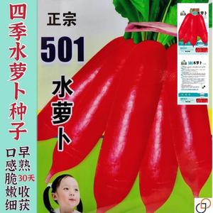 老不糠501水萝卜蔬菜种孑春秋季种庭院水果红皮水萝卜种籽