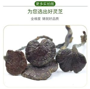云南深山整枝野生竹灵芝天然小红灵紫灵芝中药材灵芝干货带柄汤料