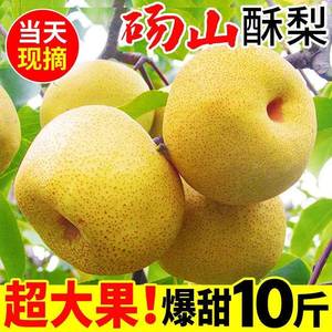 安徽正宗砀山酥梨10斤梨子新鲜水果应当季整箱包邮特产香梨脆雪梨