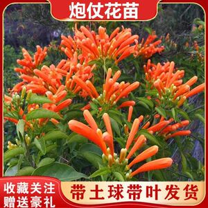 炮仗花苗爬滕植物盆栽鞭炮花四季常绿阳台庭院垂吊攀爬藤本花苗