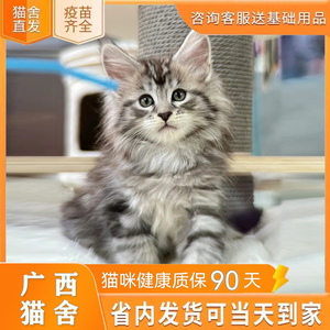【广西猫舍】缅因猫幼猫纯种宠物猫俄罗斯巨型猫咪活体烟灰黑棕虎