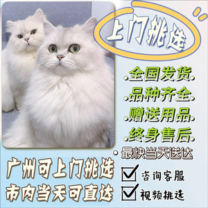 【广州猫舍】金吉拉幼猫金吉拉猫曼基康矮脚短腿纯白拿破仑长毛猫