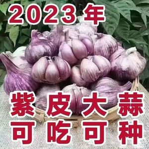 【可吃可种】2023新干蒜大蒜头种子干大蒜种籽山东紫皮蒜大蒜种子